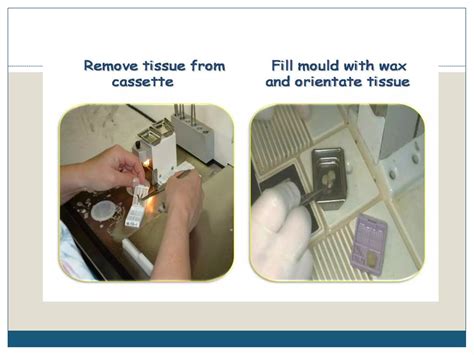 Tissue Processing 的图像结果