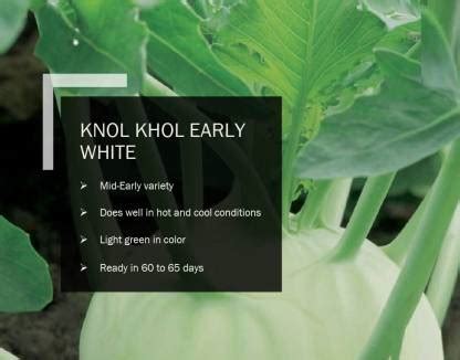 VibeX KNOL KHOL EARLY WHITE SEEDS(2000 Seeds) Seed Price in India - Buy ...