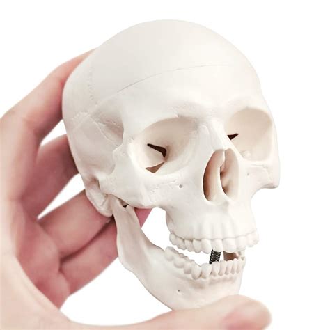Mini Human Skull Model, White 15 Parts Palm-Sized Anatomy Skull Model ...