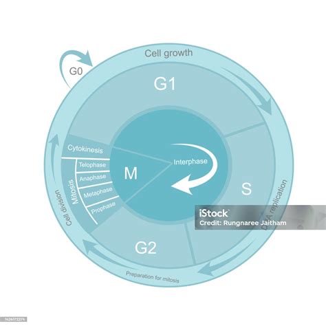 The Cell Cycle Diagram That Including Important Process Of Cell Growth ...