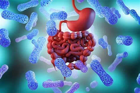 The Power of a Thriving Gut Microbiome in 2025 - satynmag The Ultimate ...