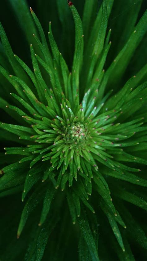 Download wallpaper 800x1420 eriocaulon, plant, leaves, green iphone se ...