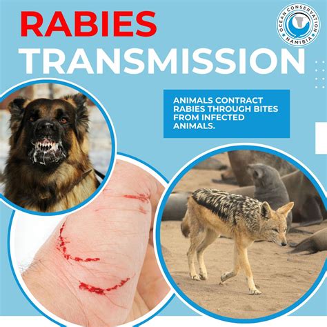 How Rabies are Transmitted in Namibia | Ocean Conservation Namibia posted on the topic | LinkedIn