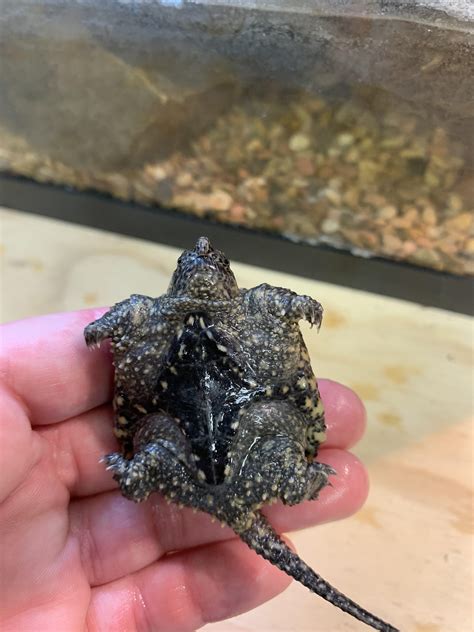 Image result for Dragon Snapping Turtle