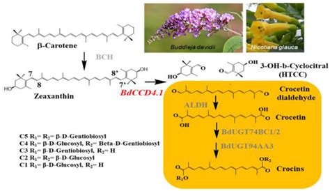 The Biosynthesis of Non-Endogenous Apocarotenoids in Transgenic ...