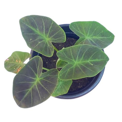 Colocasia – Indian Gardens