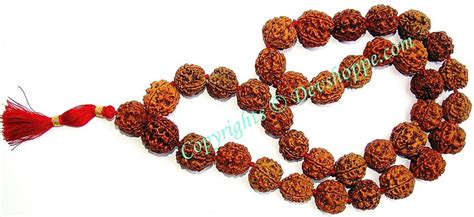 Rudraksha 4 mukhi (four faced) Rudraksha mala of 36+1 beads - Ordinary ...