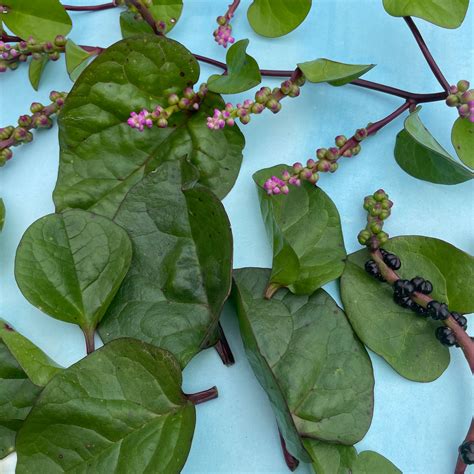 Red Malabar Spinach Seeds - Hudson Valley Seed Company