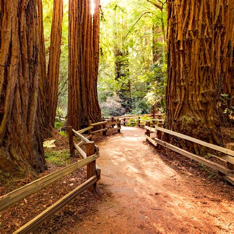 Wanderung Im Muir Woods Nationalpark – OXDQH