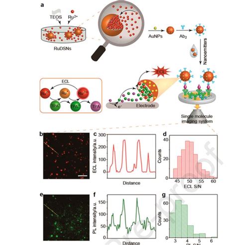 Schematic illustration of single-protein-molecule imaging by ECL, and ...