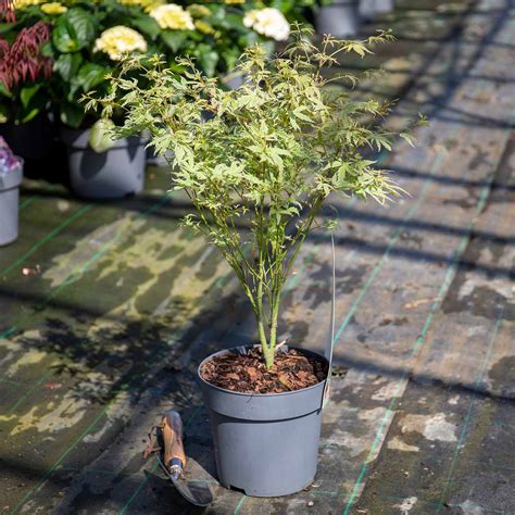 Acer Palmatum Planting