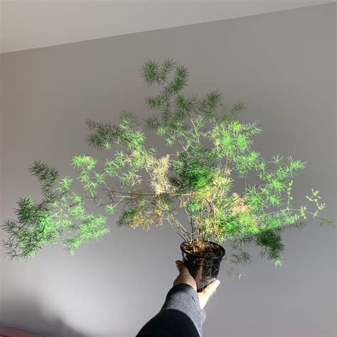 Image result for Using Ming Fern to Replicate Tree Trees