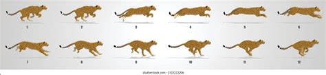 Image result for Tiger Run Cycle Animation