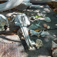 KRUSADAI ISLAND (2025) All You Need to Know BEFORE You Go (with Photos ...