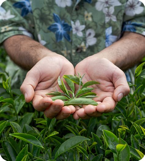 Add Value Agencies | Driving Innovation in Agrochemicals
