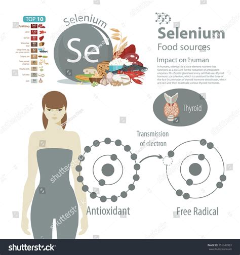 Image result for Selenium Food Sources