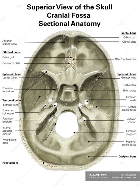 Posterior Cranial Fossa