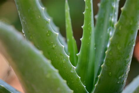 El fascinante mundo de la sabila: Descubre el nombre científico y beneficios de esta planta ...