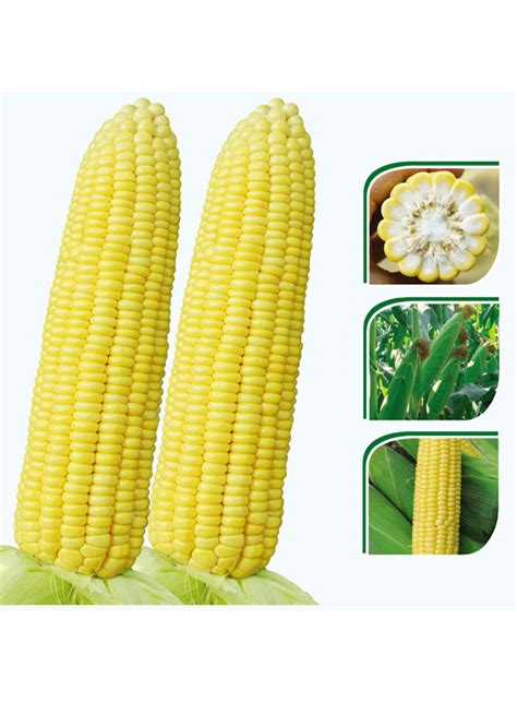 玉米期货_今日玉米期货价格_玉米期货价格行情-18期货网