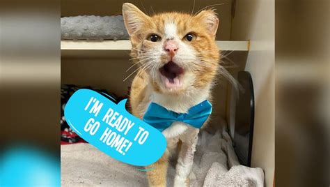 ‘Cupid’ the cat wounded by arrow has recovered and is ready for ...