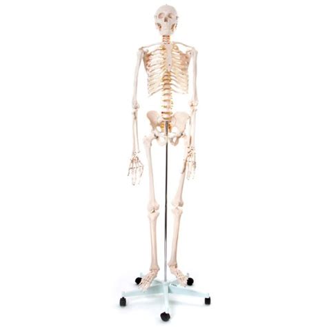 Image result for Model of Skeleton