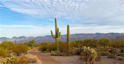 Arizona Business Search