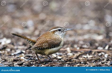 Carolina Wren Bird, Athens GA, USA Stock Photo - Image of rolling ...