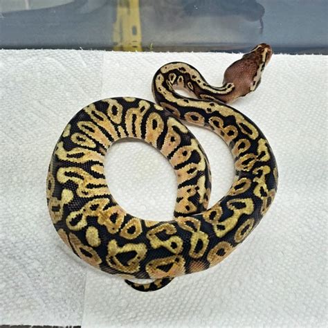 Image result for Inferno Ball Python