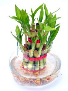 FUTABA Lucky Bamboo Seeds Seed Price in India - Buy FUTABA Lucky Bamboo ...