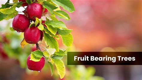 Benefits Of Growing Fruit Bearing Trees In Your Farms - Moggs Estates Uncategorized