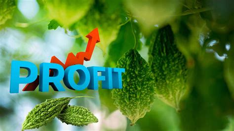How Indian Farmers make more profit by cultivating bitter gourd : The ...