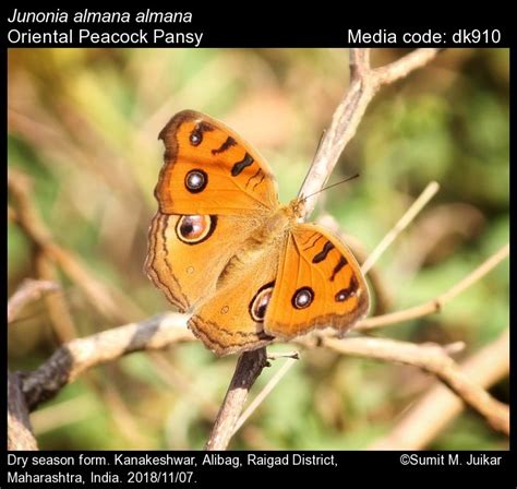 Junonia almana | Butterfly