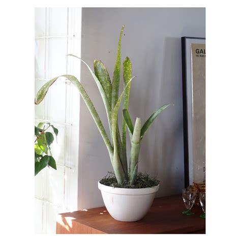 Vintage England Pot + Billbergia | Seeding