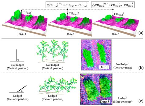 Phenotyping of Plant Biomass and Performance Traits Using Remote ...