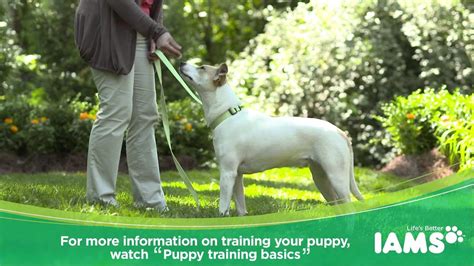 How to Leash Train a Puppy? - IAMS