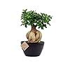 Abana Homes Indoor Bonsai Plants with Lord Ganesha with Pot - A ...