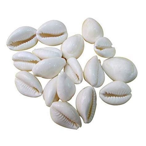 Buy White Kaudi/Kawri/Kori Sea Shell for Puja and Multi Purpose Uses ...