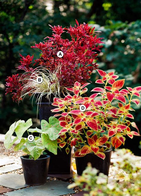 25 Colorful Container Garden Recipes for Shade That Are Easy to Grow