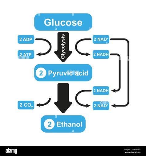 Illustration showing the metabolic pathways of alcoholic fermentation, a type of anaerobic ...