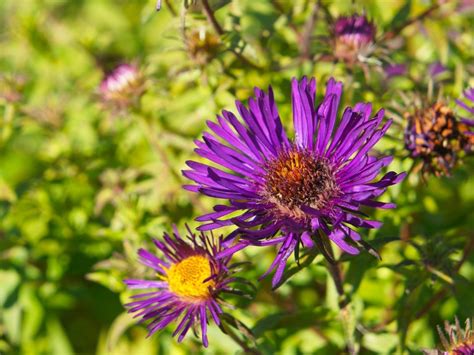 What Are Purple Dome Asters: Tips For Growing Purple Dome Asters