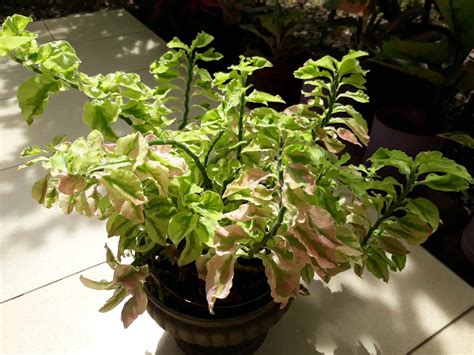 How to Grow and Care for Devil's Backbone Plant (Zigzag Plant)