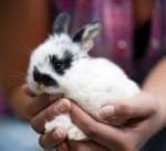 Massage Using Rabbit Fur 的图像结果