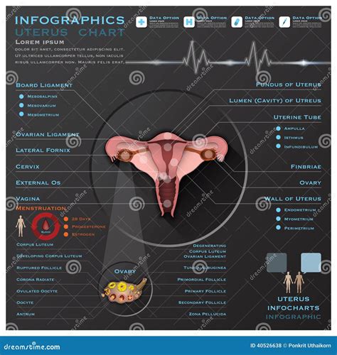 Uterus Anatomy