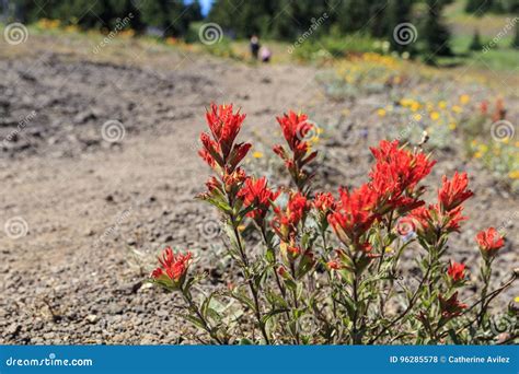 Indian Paintbrush stock photo. Image of conservation - 96285578