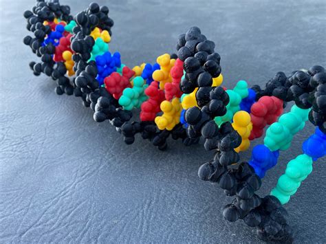 Dna Model Carbon