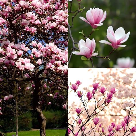Amazon.com : CarpetC 20+ Magnolia Seeds for Planting - Perennial ...