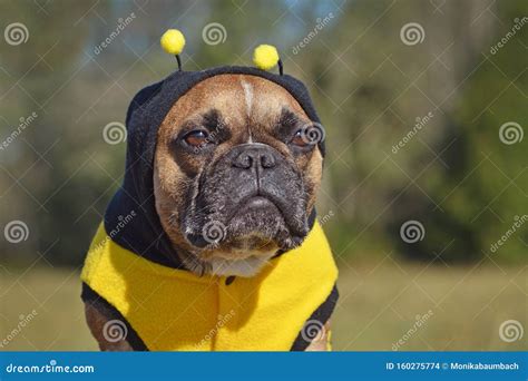 Portrait of a Sulking French Bulldog Dog Dressed Up in Hoodie with ...