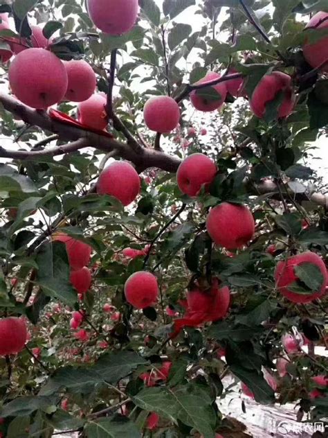 [红富士批发]红富士苹果 甘肃庆阳红富士价格2.5元/斤 - 惠农网