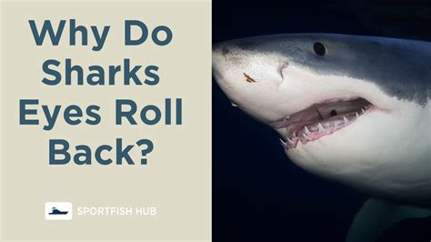 Great White Shark Eyes Roll Back