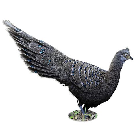 Grey Peacock Pheasant, Full Color Pair | Strombergs Chicks & Game Birds